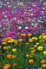 Carpet of wildflowers, London England UK
