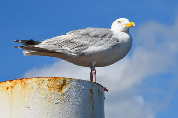 Texel, Netherlands. August 2022. Resting seagull on a rusty mooring post.