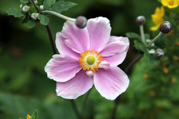 Close up of a Grape leaf anemone flower, Derbyshire England

