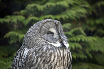 Close up of a Great Grey Owl, England UK
