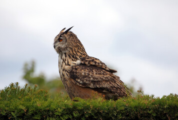 Eagle Owl perched on a hedge, England UK
