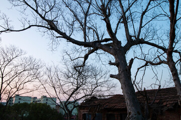 trees next to the abandonded house
