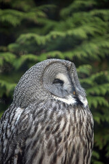 Great Grey Owl, England UK
