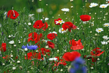 Poppies and Oxeye Daisies, Gloucestershire England UK
