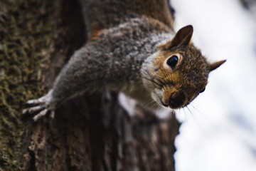 close up of squirrel looking directly into the camera in the forest in the tree
