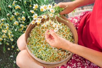 young woman plucks medical chamomile flowers for drying and harvesting for medicinal tea and...
