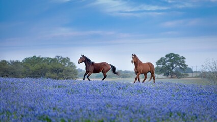 the two brown horses running in the field covered by violet Bluebonnet flowers. Texas hill country