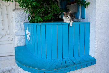 Homeless cat on blue wooden bench on the street. Domestic cat with green eyes. Hungry street cat.