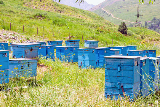 Many blue bee hives in the field on the country farm on the sunny summer day.