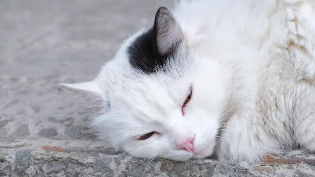 beautiful white and black cat outside slow motion