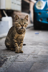 cat on the street