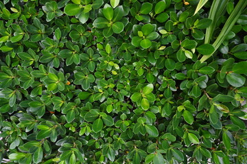 Fototapeta na wymiar Banyan Tree is a medium-sized perennial plant. There are fresh green leaves, oval, pointed leaves, popular garden decorations. Scientific name: Ficus annulata. Family name: MORACEAE. Green background 
