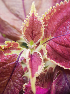 Red colleus ornamental leaf plant