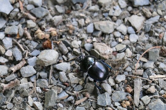 spring dor beetle with metallic black blue shimmering walking on grey pebbles