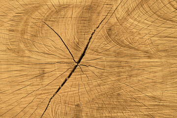 Texture of a cut tree trunk with annual circles close up. Abstract nature timber backgrounds