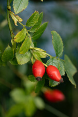 Rosehips