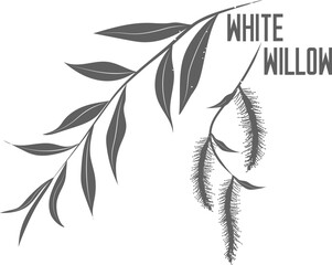 White willow leafs and buds vector silhouerre. Medicinal tree branch with leaves. Salix alba leaf silhouette for pharmaceuticals and cosmetology. © Innesa_Lignea Luna