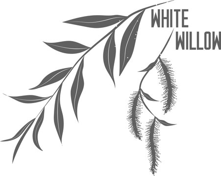 White willow leafs and buds vector silhouerre. Medicinal tree branch with leaves. Salix alba leaf silhouette for pharmaceuticals and cosmetology.