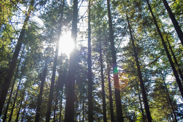 Sunlight Scatters Through Tall Trees