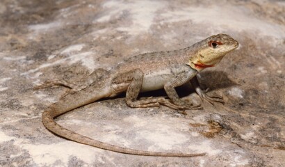 Closeup of a long brown tailed lizard
