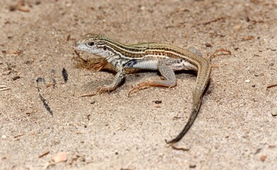 Closeup of a long tailed lizard