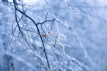 Frozen, ice-covered tree branches as a winter background.