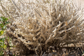 Asparago bianco (Asparagus officinalis)