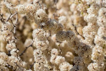 Asparago bianco (Asparagus officinalis)