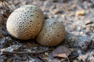 Obraz premium Common Earthball Scleroderma citrinum fungus on the ground in the summer, autumn, fall pine forest. Round poisonous mushrooms without stems, like quail eggs