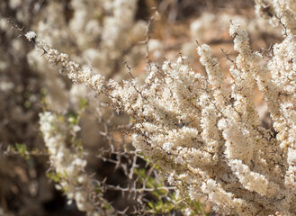 Asparago bianco (Asparagus officinalis)