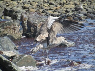 seagull in flight