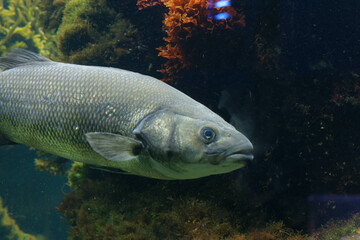 Fototapeta premium fishes in a big water tank