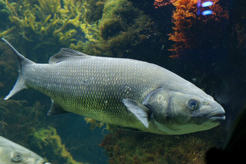 Fototapeta premium fishes in a big water tank
