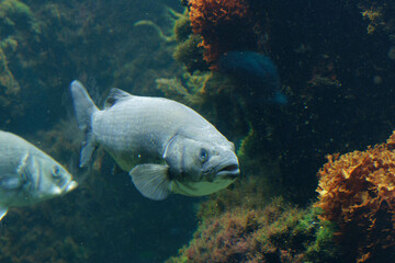 fishes in a big water tank