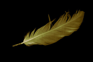 gold feather goose on a black isolated background