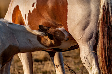 Obraz premium Frühstück bei Mama
