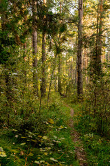 Fototapeta na wymiar Autumn landscape: a path through a coniferous forest.