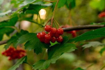 Viburnum berries in the evening forest. Viburnum opulus