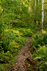 Fototapeta na wymiar Autumn landscape: a path through a forest overgrown with ferns.
