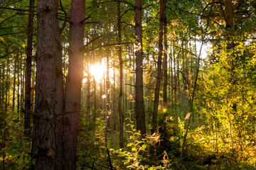 Fototapeta na wymiar Autumn landscape. The sun's rays in the evening forest.