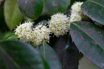 Ilex aquifolium shrub with white flowers in spring