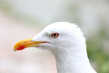 big head of a seagull with yellow beak