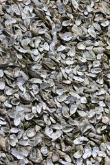oyster shells thrown by people after eating them as in the tradition of the small town Cancale in the north of France