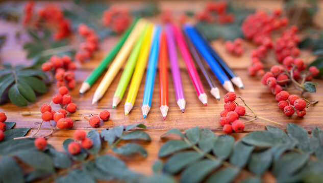 Colorful pencils, autumn berries and leaves. Back to school, fall background banner