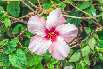 Pink Chinese hibiscus flower with dew drops among branches with green leaves, close-up. Delicate exotic rose mallow plant. Flora of the Canary Islands