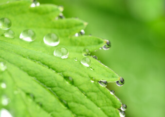 美しい水滴がついた葉