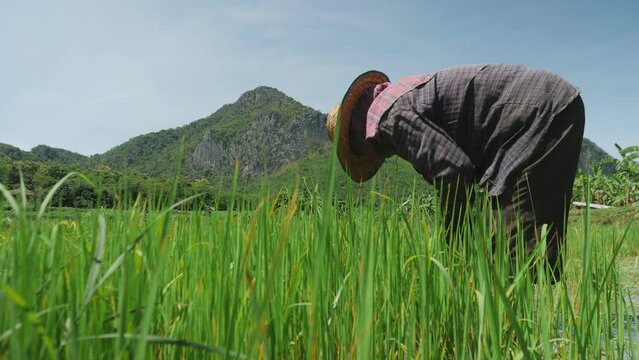 Elderly farmer working uprooting rice seedling for transplanting in rice field. Farmers grow rice in the rainy season.