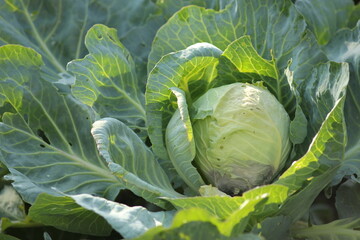 head of cabbage on the field