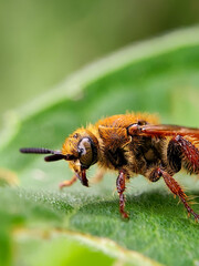 Honey bee
Insects
