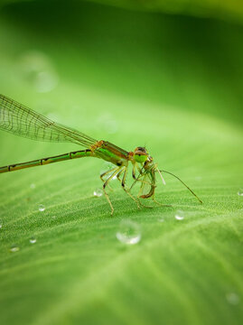 Dragonfly
Insects eating 